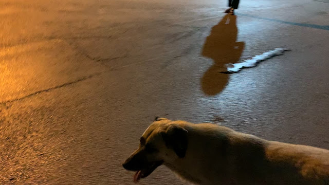 街頭狗